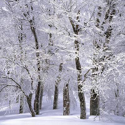 winter fol